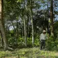 Мъжът, който сам посади гора по-голяма от Сентръл парк