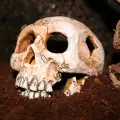 Преди 1000 години ирландците оперирали черепи