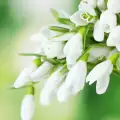 Защо във всеки дом трябва да има кокичета?