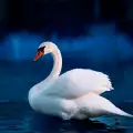 Лебед в сънищата - значение и символика
