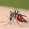 Опасни комари заплашват българите това лято