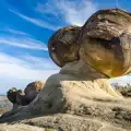 Живите камъни трованти - едно от необяснимите чудеса в света