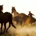 Първите коне опитомени преди бронзовата ера