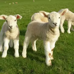 Овца роди агне с човешка глава