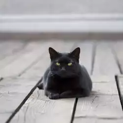 Черната котка - лош късмет или просто суеверия?
