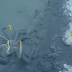 Откритието на годината! Смъртоносно езеро се крие под море