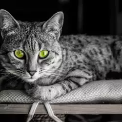 10 котки и кучета с магически произход