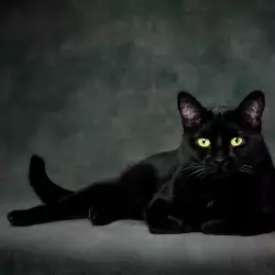 Какво означава черна котка да дойде в къщата ви?