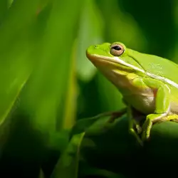 Ако видиш жаба: поверия и поличби