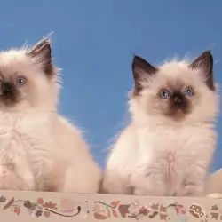 Котката и мрака