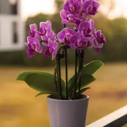 Сън за орхидея - символика и значение