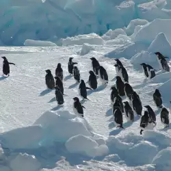 Откриха гигантски праисторически пингвин