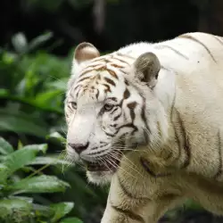 Белият сибирски тигър