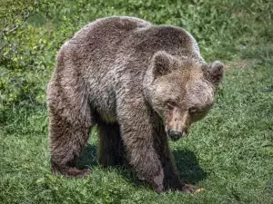 Научете житейската си мисия според вашето животно закрилник