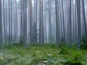 Те искаха само да се разходят в гората, но преживяха истински кошмар