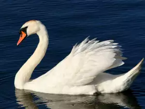 Какво символизира лебедът