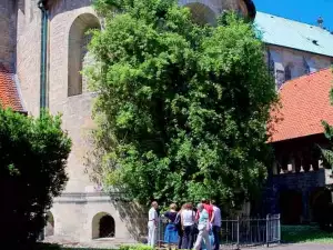 Розов храст на 1000 г расте в немска катедрала