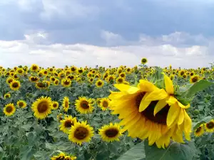 Магическите свойства на слънчогледа