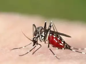 Опасни комари заплашват българите това лято