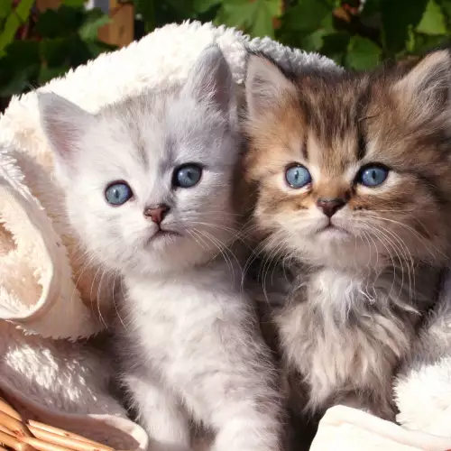 Убивах котки