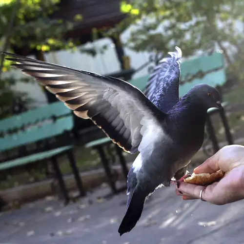 Глас в съня