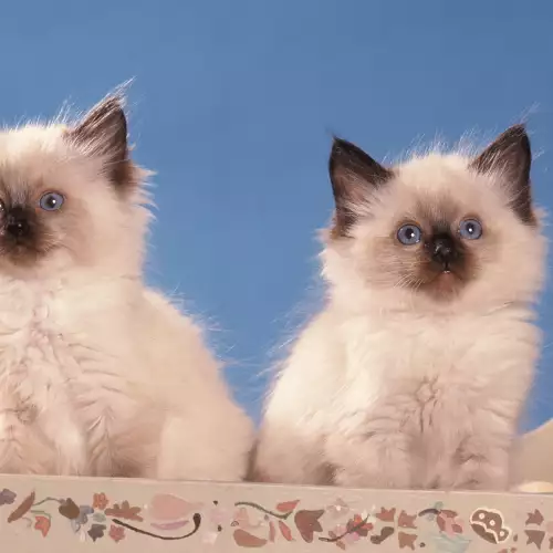 Котката и мрака