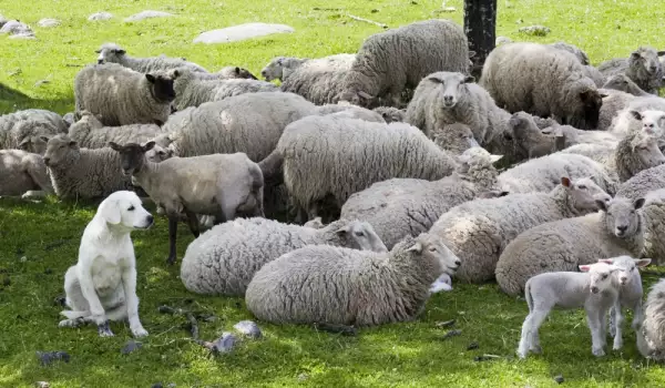 Овчар