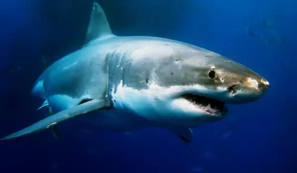 Бели акули