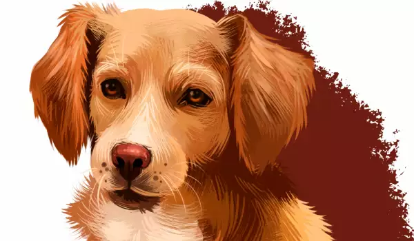 Сън за червено куче - символика и значение