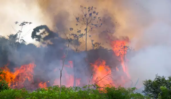 Защо всъщност са пагубни пожарите в горите на Амазония?