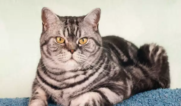 Котките са любопитни създания