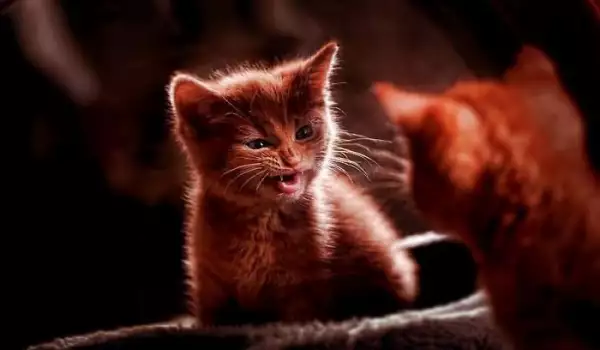 Сънища за малки котенца - какво означават?