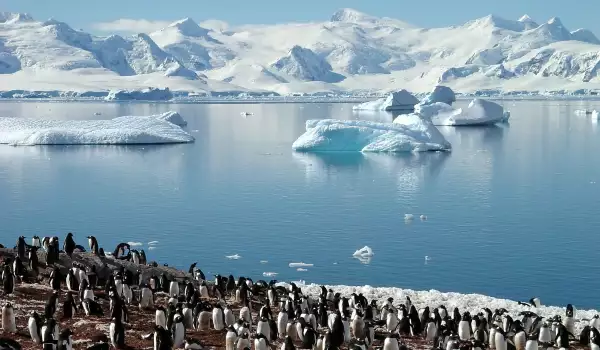 Ледници и пингвини