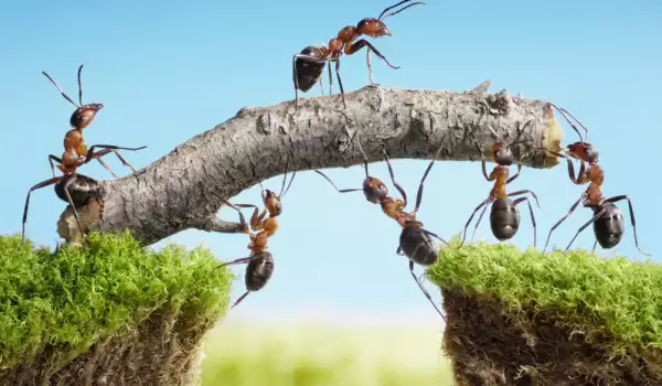 Какво означава да имаш много мравки в къщата?