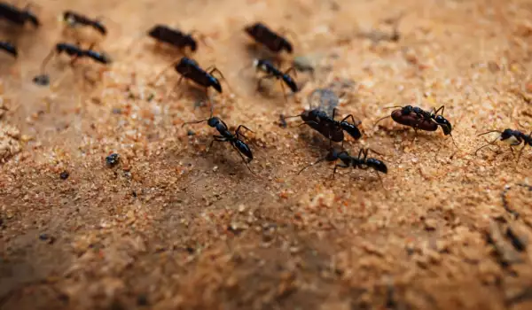 Мравки, мравуняк