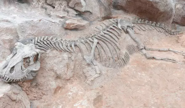 В Япония откриха нов вид динозавър