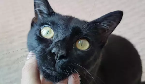 Котка черна
