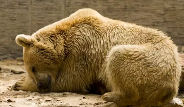 Какво значи, ако сънуваш мечка?