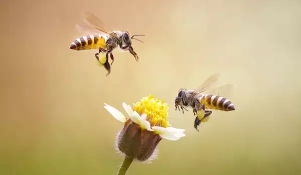 Рояк пчели