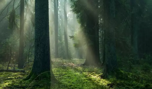 Немски изследовател разкри тайния живот на дърветата