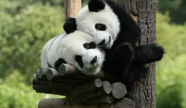 значение на пандите в сънищата