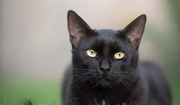 Черна котка насън - всички тълкувания
