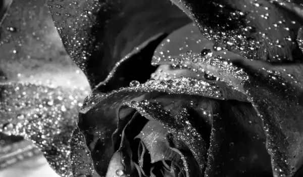Черна роза