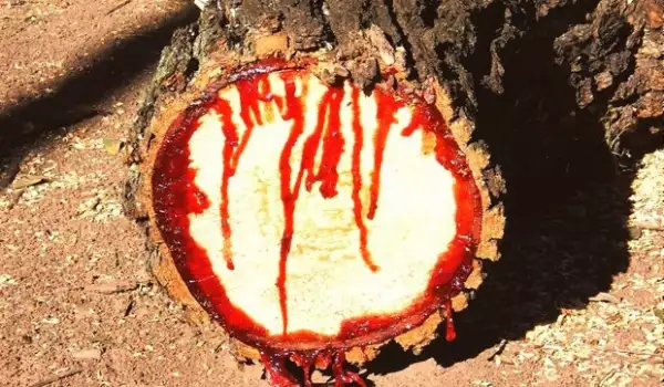 Кървящо дърво