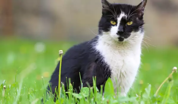 котките са домашни лечители