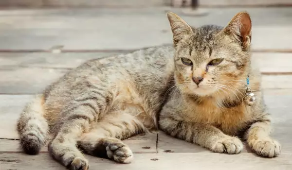 Котки