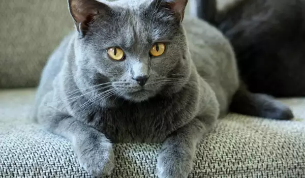 Котката е енергиен лечител