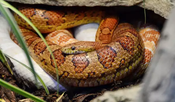Шарена змия