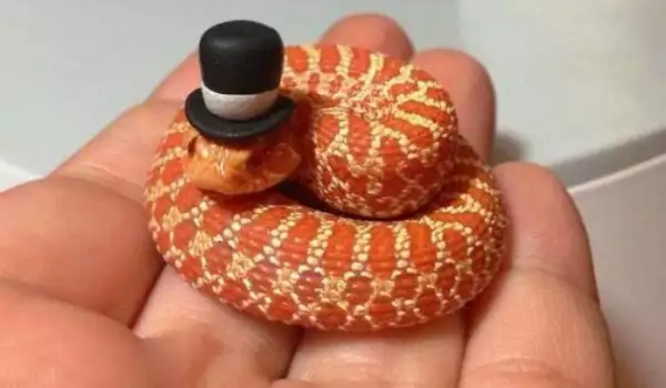 Червена змия