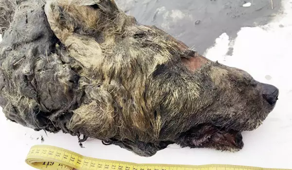 Главата на огромния праисторически вълк в сибирските ледове
